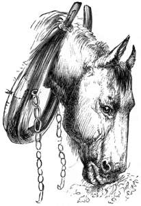 Horse with a collar.