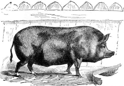 A hog.
